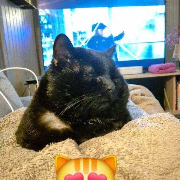 Gizmo 1
