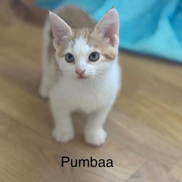 Timon og Pumbaa 1