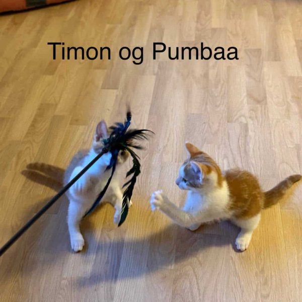 Timon og Pumbaa 2