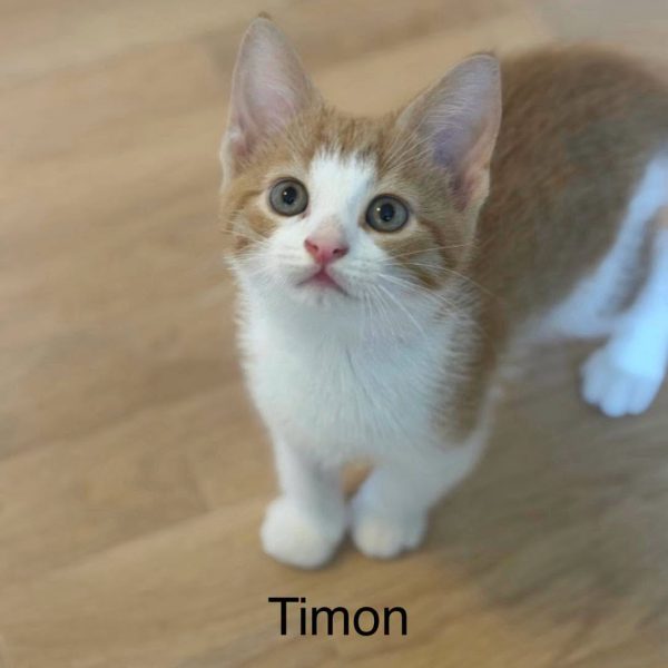 Timon og Pumbaa 3